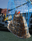 Flounder Indian River Lagoon